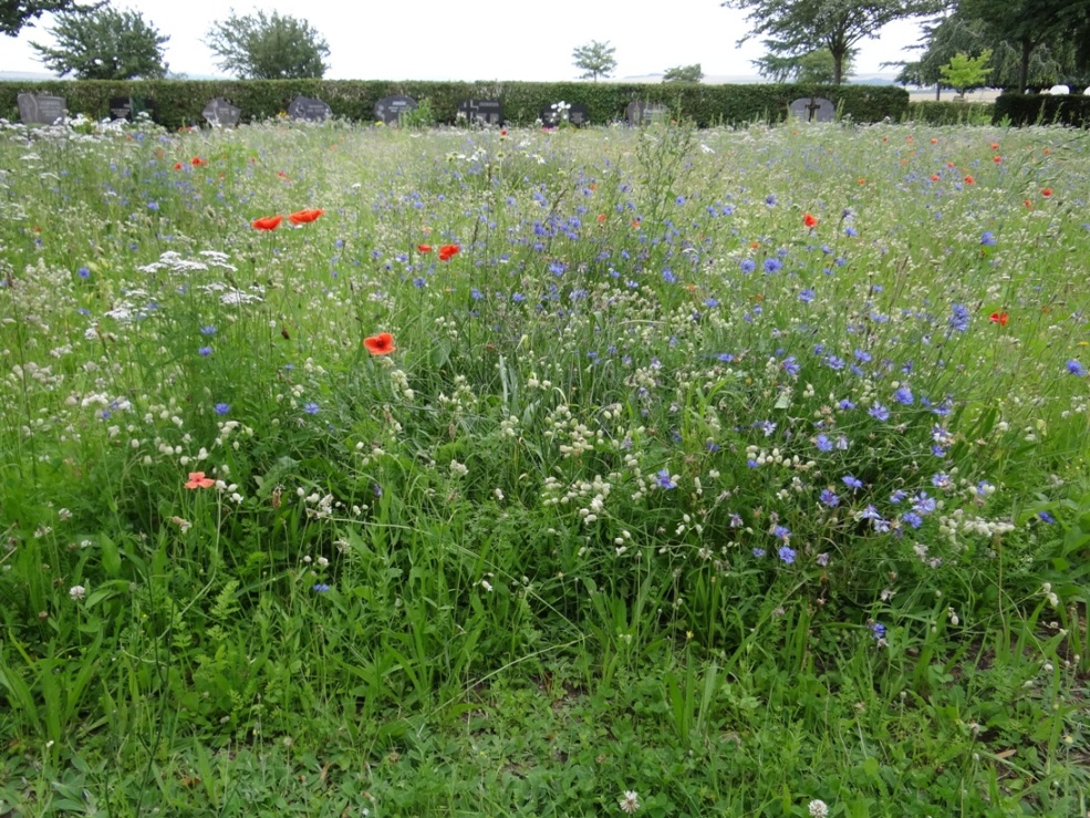 Polch Friedhof 3