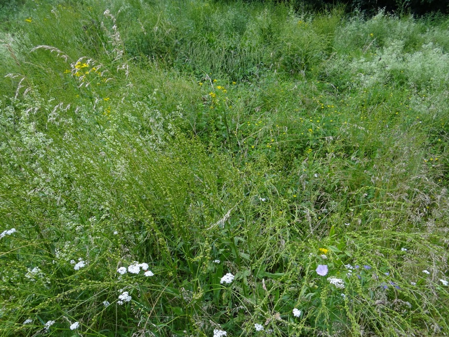 Rieden Wiesen 5