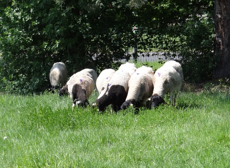 Schafe Miete BFW