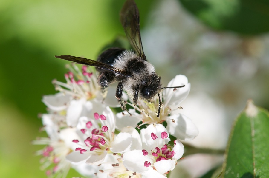 Wildbienenvortrag