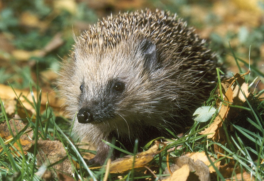 Igel im Garten